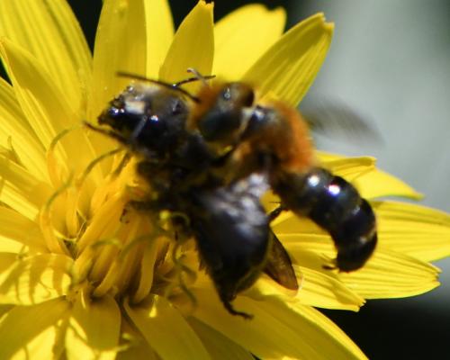 Osmia latreillei